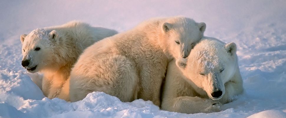 Aurora Expeditions Polar Bears.jpeg